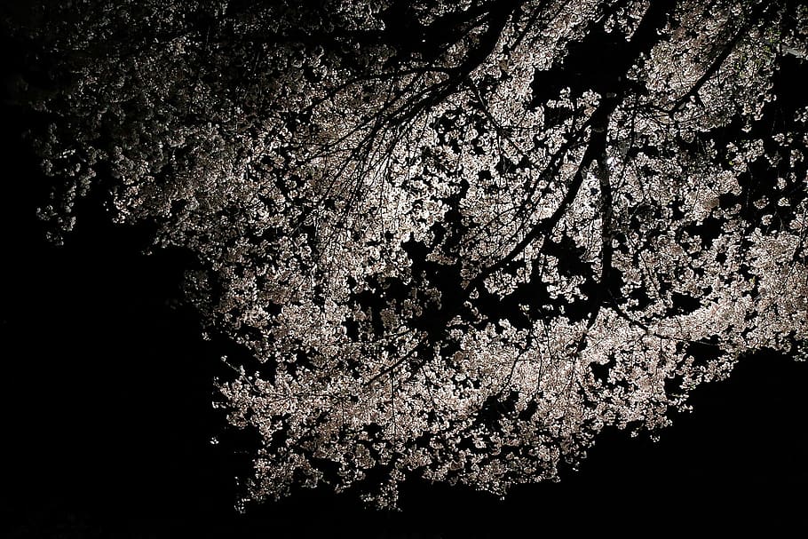 cherry blossom, spring, spring flowers, sakura, white, flower tree HD wallpaper