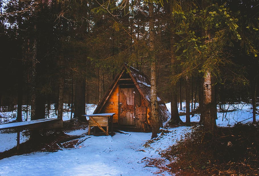 brown shed beside trees, winter, snow, landscape, hut, forest HD wallpaper