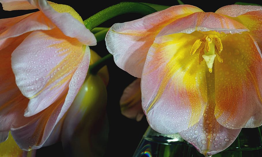 pink and yellow flowers with water drops, tulip, cup, macro HD wallpaper
