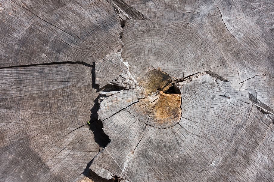 tree, tree grates, ash, grain, wood, structure, nature, annual rings HD wallpaper