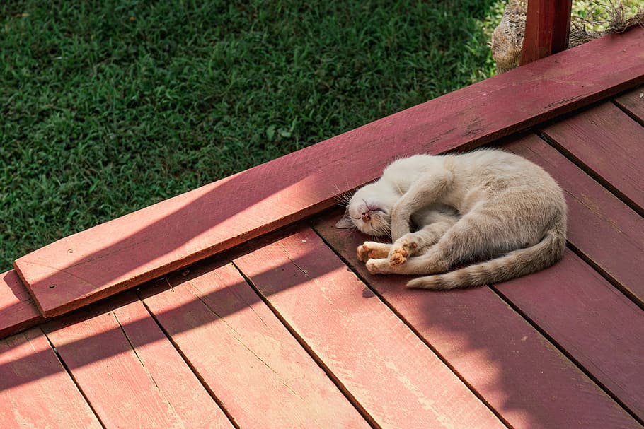 gray cat sleeping on brown wooden surface, orange tabby cat sleeping on red wooden surface HD wallpaper