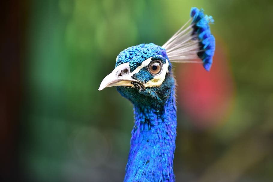 shallow focus photography of blue peacock, bird, close up, bokeh, HD wallpaper