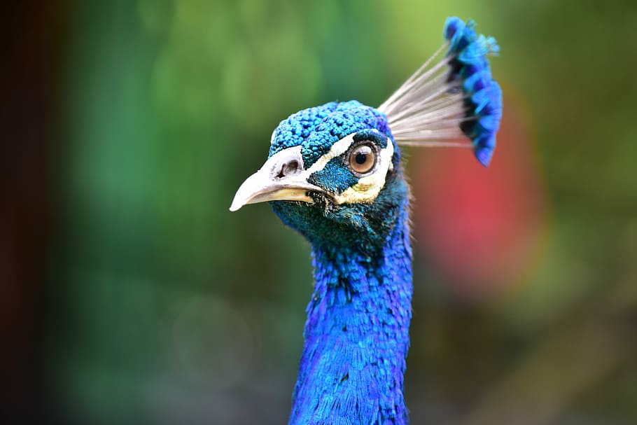 shallow focus photography of blue peacock, bird, close up, bokeh HD wallpaper
