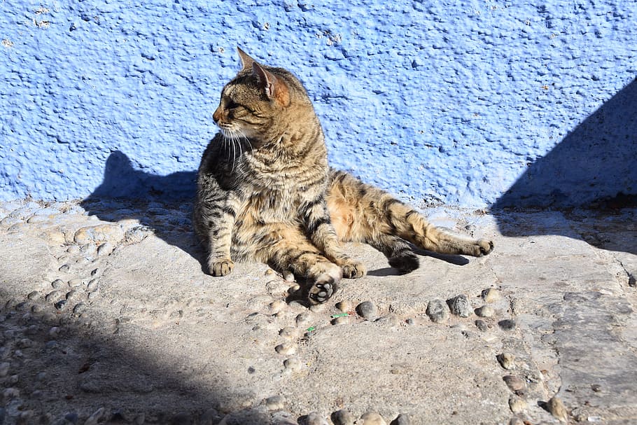 nature, animal, wildlife, cat, outdoors, fur, chefchaouen, morocco, HD wallpaper