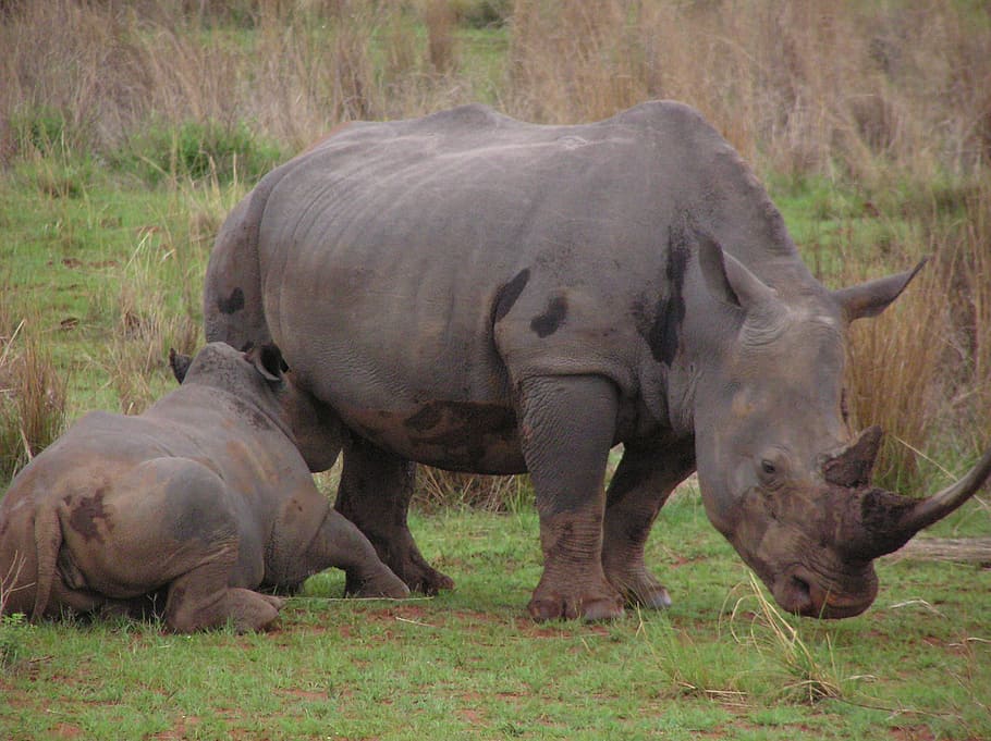 rhino, baby, mother, feeding, milk, animal, rhinoceros, nature, HD wallpaper