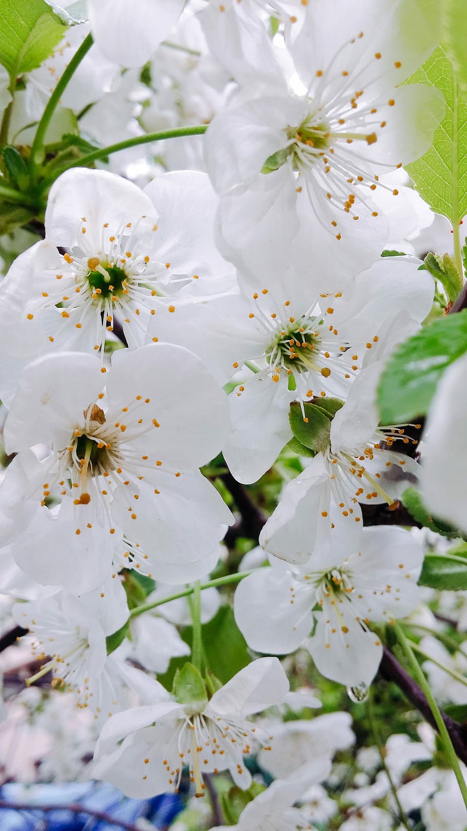 Spring, Naturale, Summer, flower, white color, blossom, springtime HD wallpaper