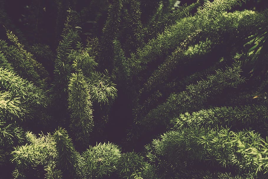 botanical, botany, garden, greenery, natural, nature, organic HD wallpaper