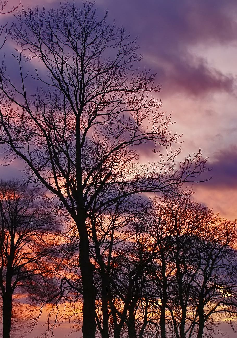 tree, konary, sunset, sky, trunk, nature, branches, leafless HD wallpaper