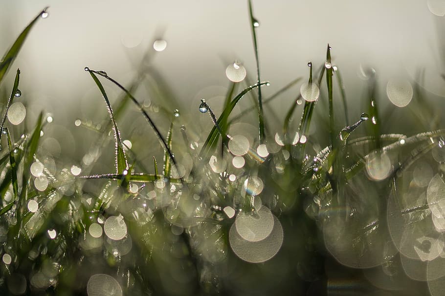 selective focus photograph of grass with water dew, meadow HD wallpaper