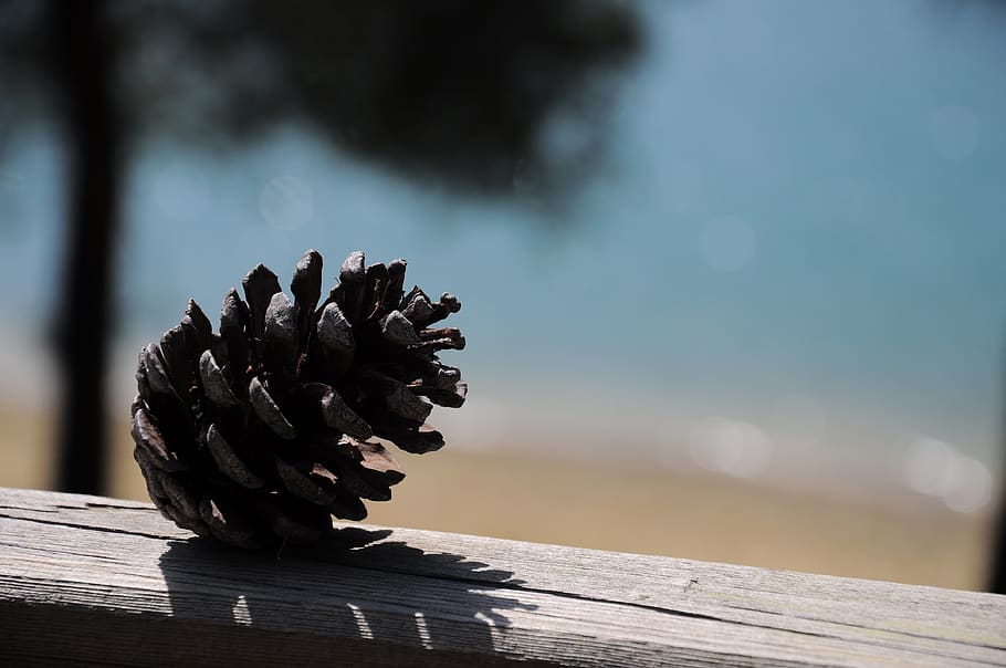 pine, pine tree, green, pinecone, wood - material, nature, focus on foreground HD wallpaper