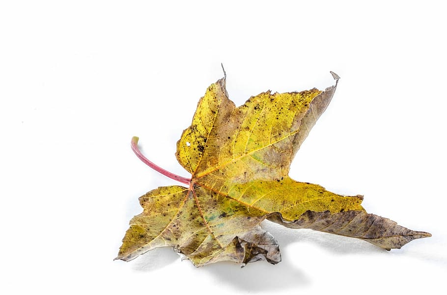 Leaf, Nature, Natural, Close-Up, isolated, tree, seasons, old HD wallpaper
