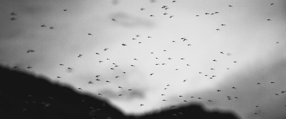 wasps flying, birds, sky, bugs, insects, drop, window, no people HD wallpaper