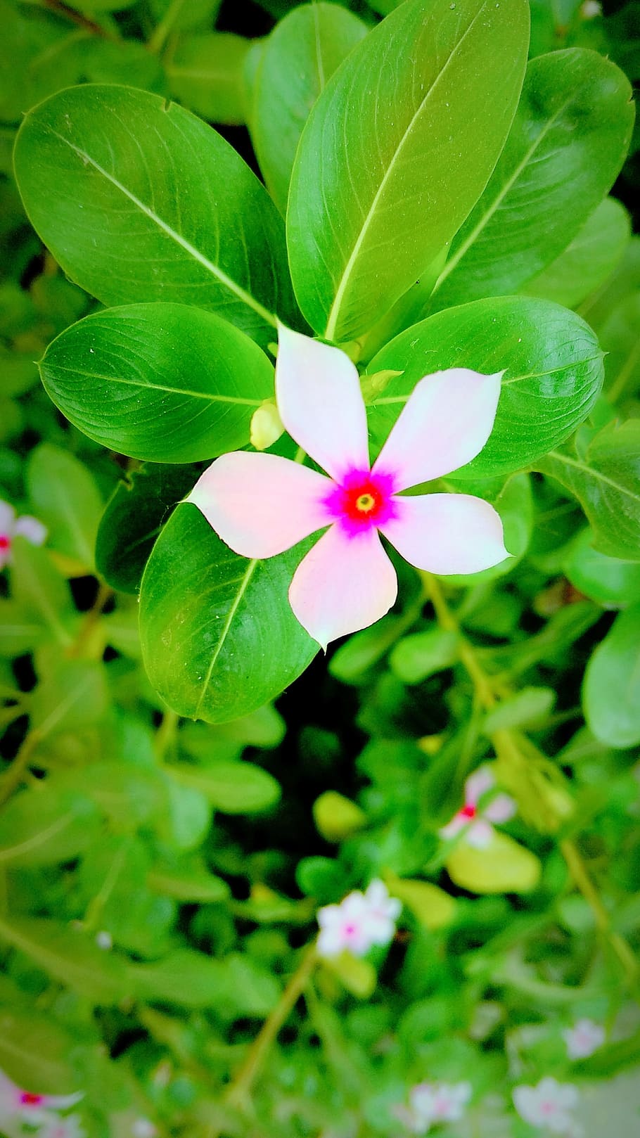 flower, nature, leaf, flora, closeup, summer, garden, plant HD wallpaper