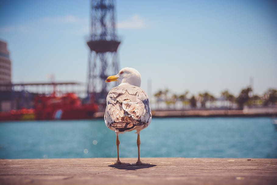 white and brown seagull on concrete pavement near calm body of water at daytime HD wallpaper