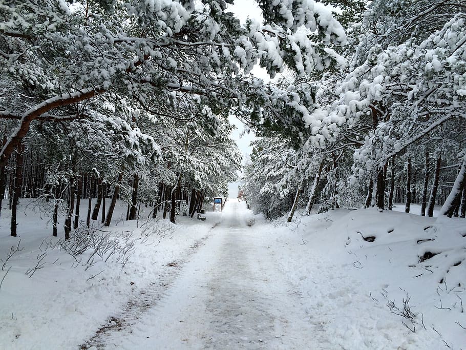 the path, winter, snow, nature, wandering, trail, tree, plant HD wallpaper