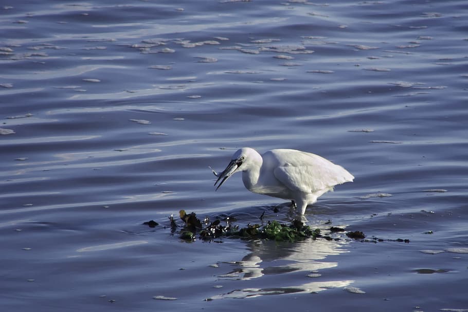 birds, wader, egret, animal themes, animal wildlife, water HD wallpaper