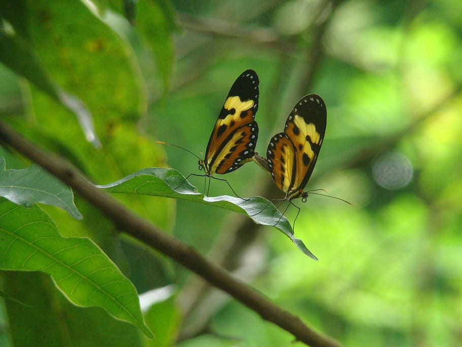 nature, butterfly, insect, animal wildlife, invertebrate, animal themes HD wallpaper