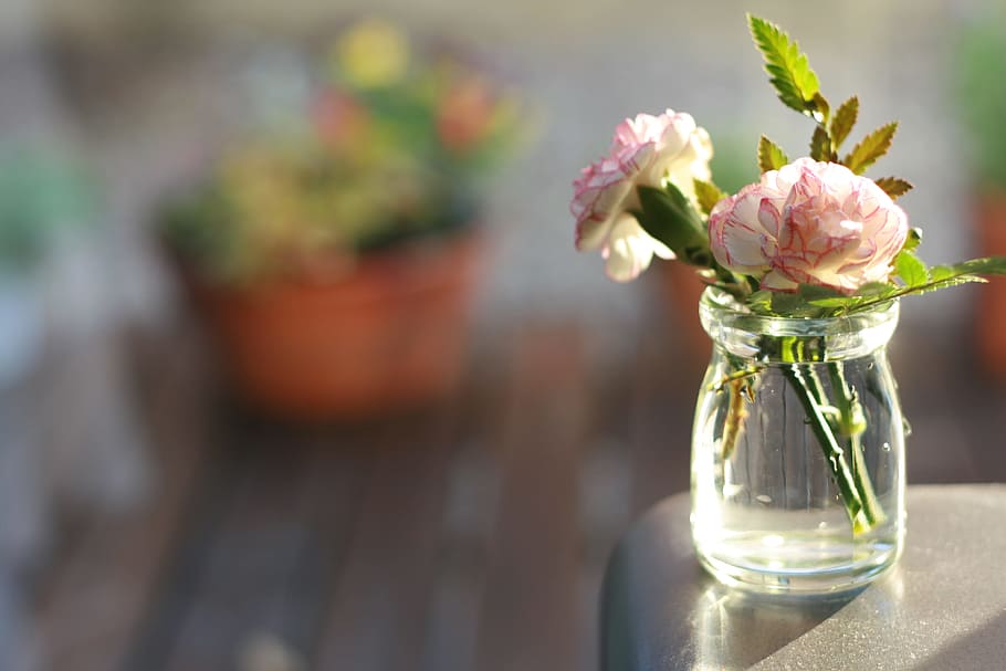two white-and-red flowers on clear glass vase, carnation, flowering plant HD wallpaper