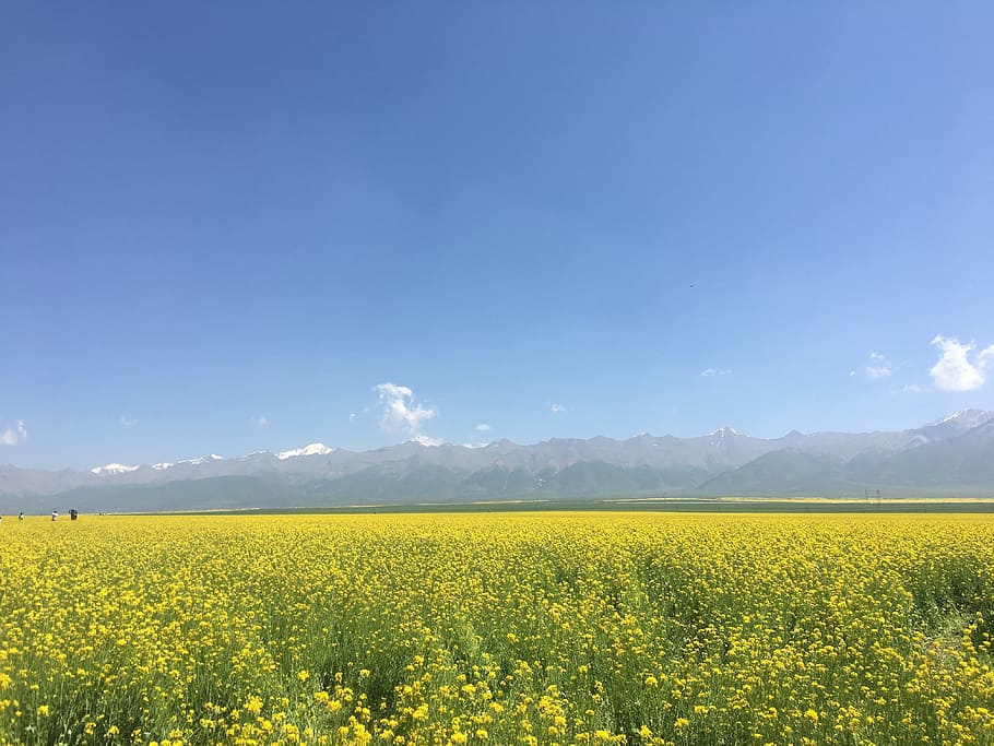 source, rape, xuefeng, beauty in nature, yellow, landscape HD wallpaper