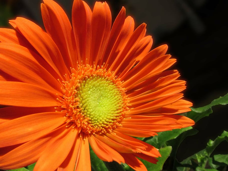 orange, daisy, gerbera, summer, flower, petal, yellow, vibrant HD wallpaper