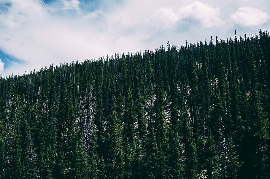 Forest in Uinta Mountains, green pine trees, cloud, slope, sir HD wallpaper