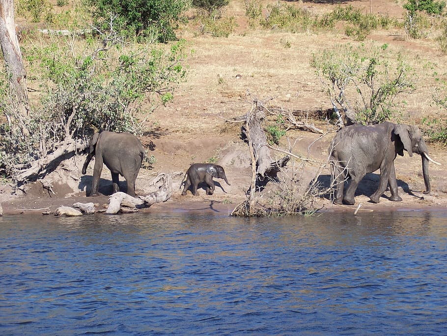 botswana, baby, elephant, river, wild life, animal, animal themes HD wallpaper