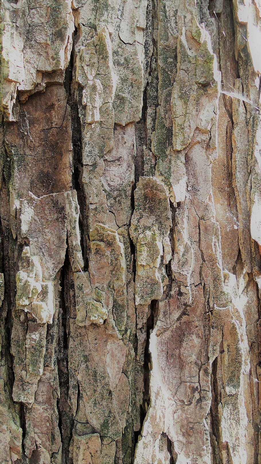 bark, tree, structure, nature, wood - Material, backgrounds HD wallpaper