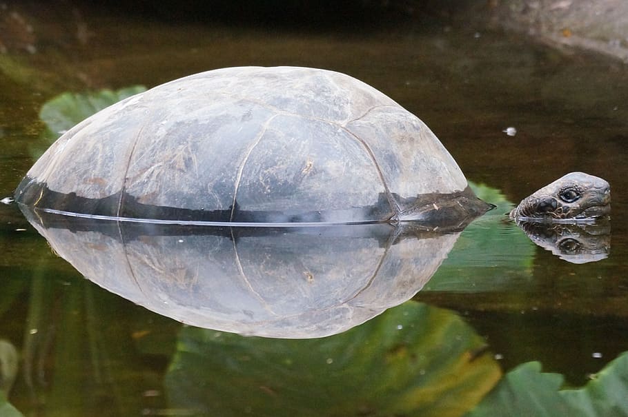 turtle, pond, mirroring, animal, animal themes, water, vertebrate HD wallpaper