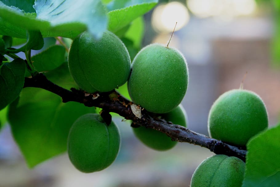 Fruit, Young, Green, Swollen, Round, branch, spring, nature HD wallpaper