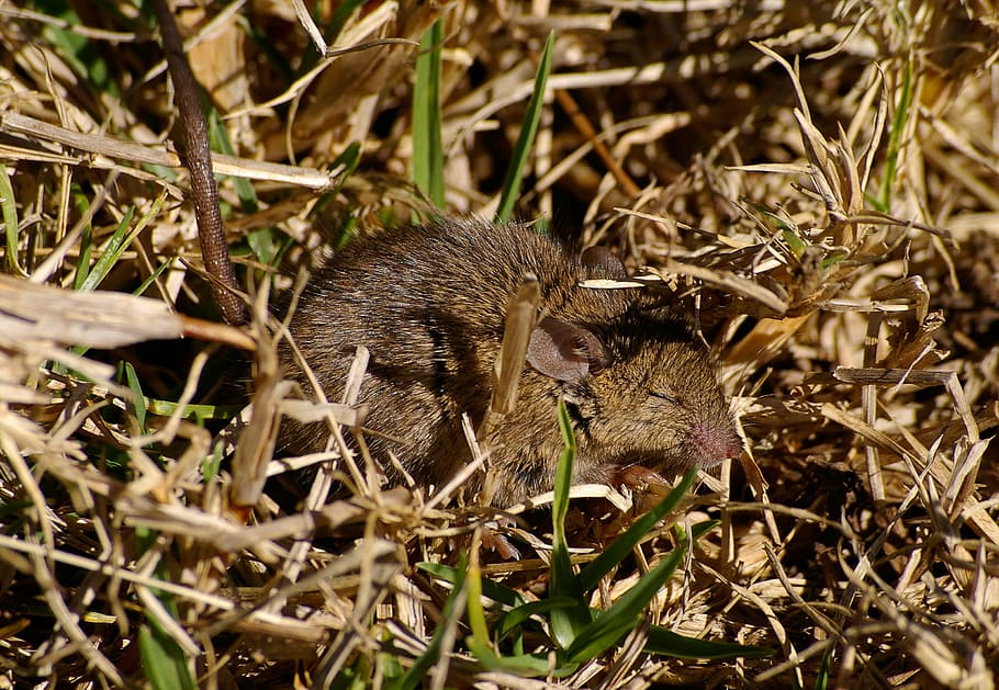 mouse, wild, bush, wildlife, rodent, mammal, sleeping, queensland HD wallpaper