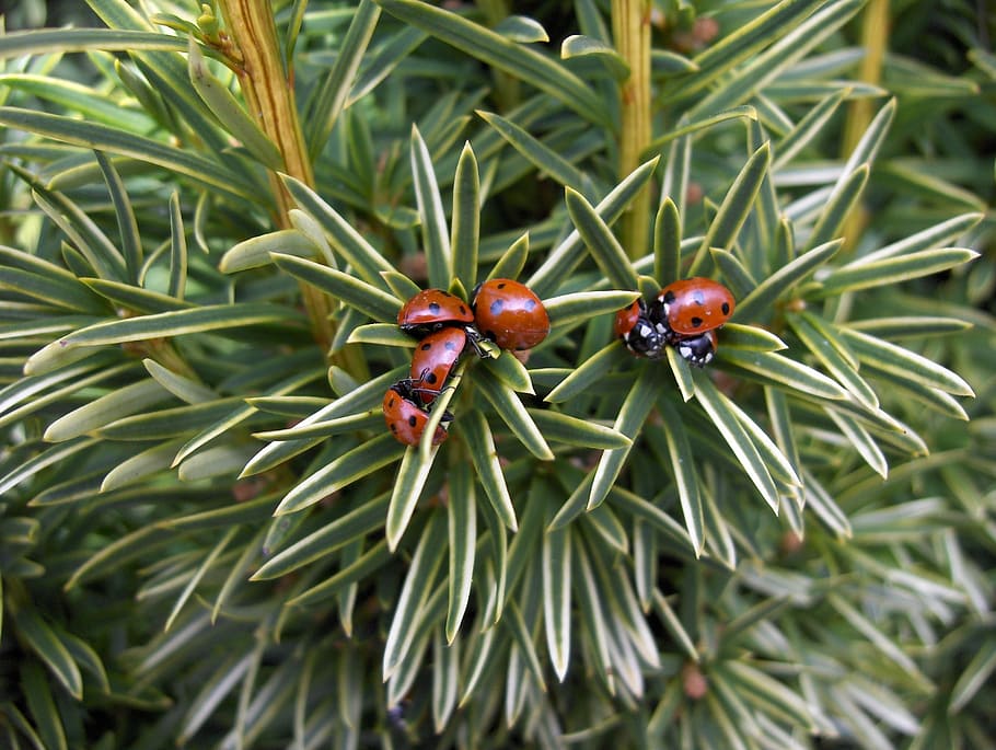 Ladybug, Insect, Spring, Nature, green color, no people, animals in the wild HD wallpaper