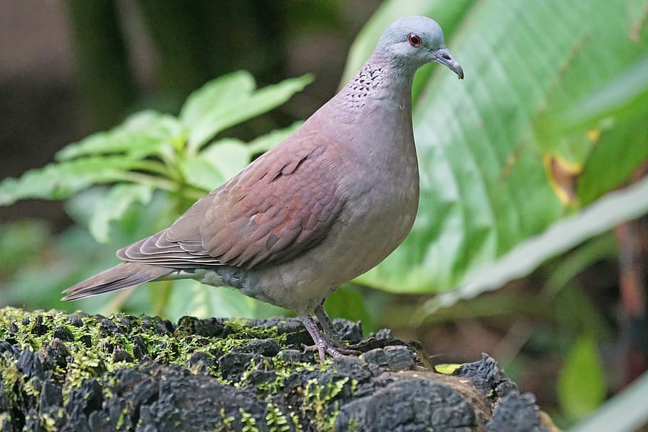 animals, bird, dove, turtle dove, animal themes, animal wildlife HD wallpaper