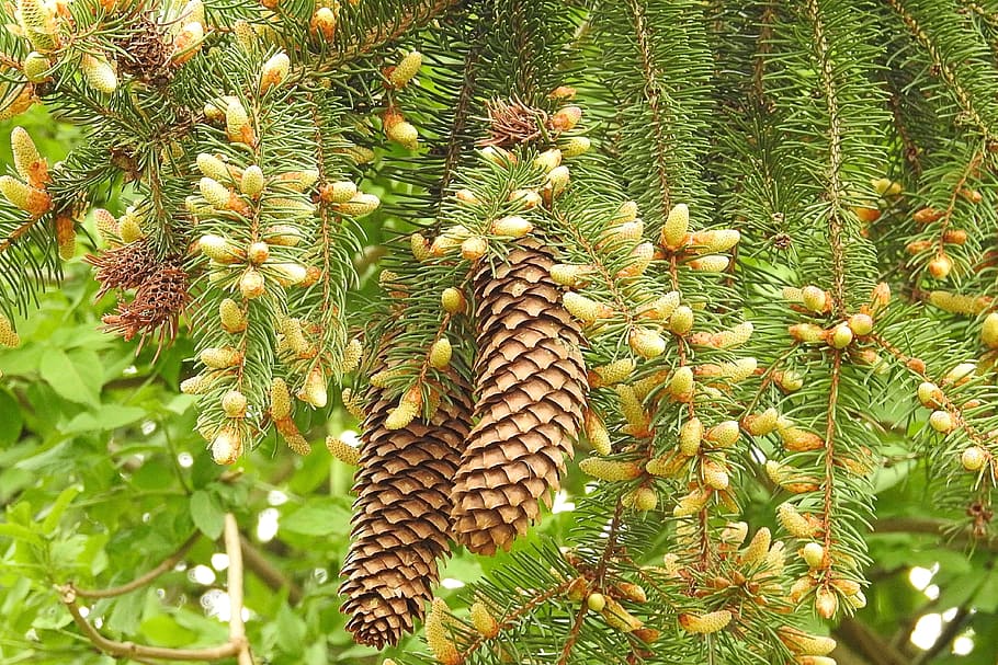 fir, pine cones, tree, nature, plant, growth, beauty in nature HD wallpaper