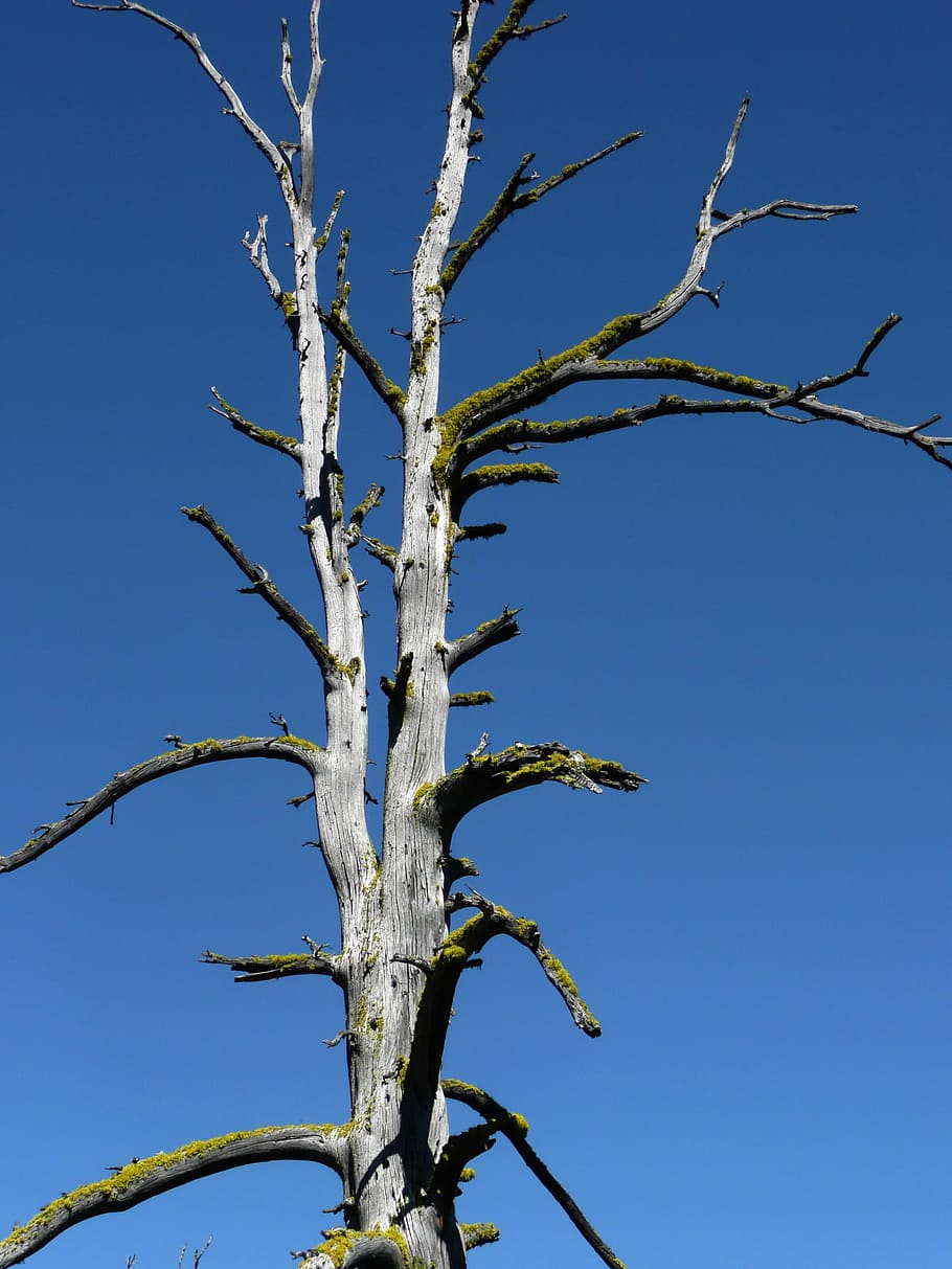 Tree, Dead, Dry, Forest, Blue, Sky, nature, plant, clear sky HD wallpaper