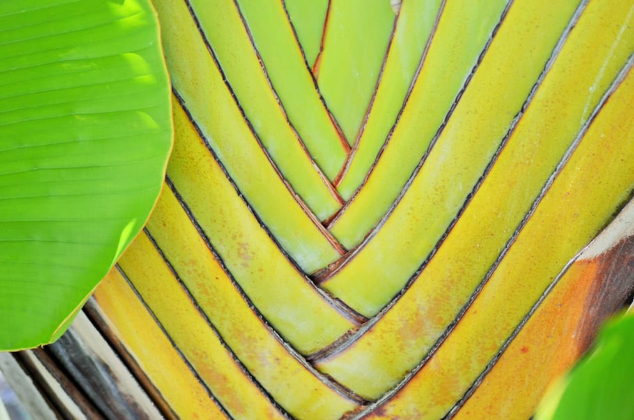 Banana, Yellow, Plants, Tree, green, nature, leaves, branches HD wallpaper