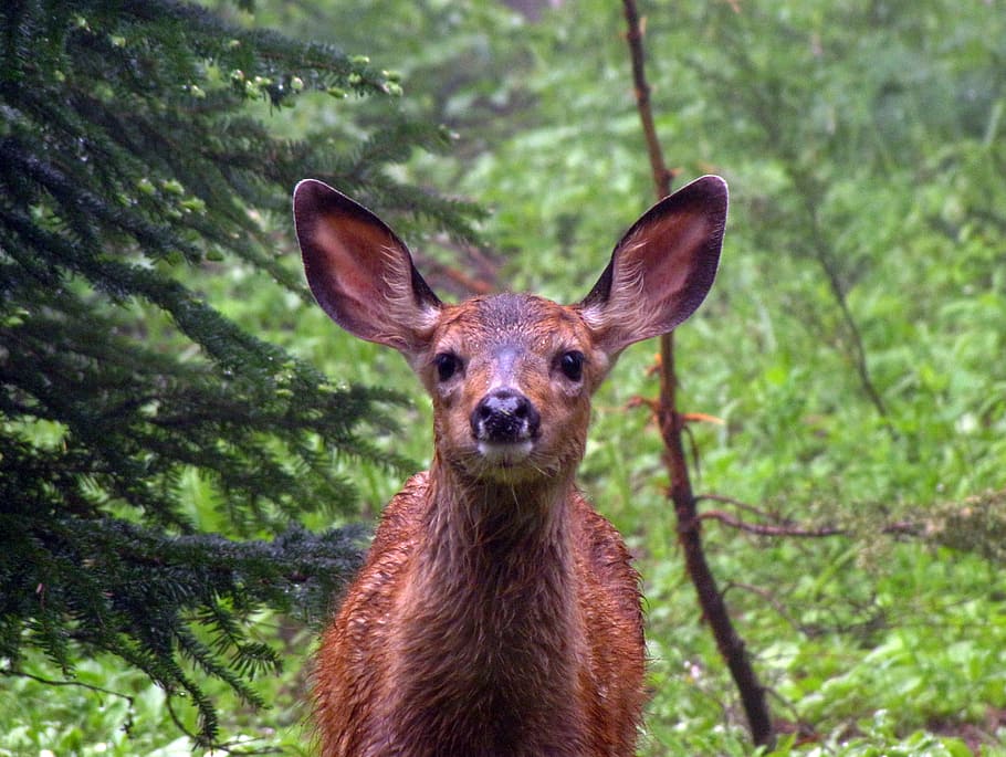 fawn, ears, wet, yellowstone, roe deer, kitz, animal, one animal HD wallpaper