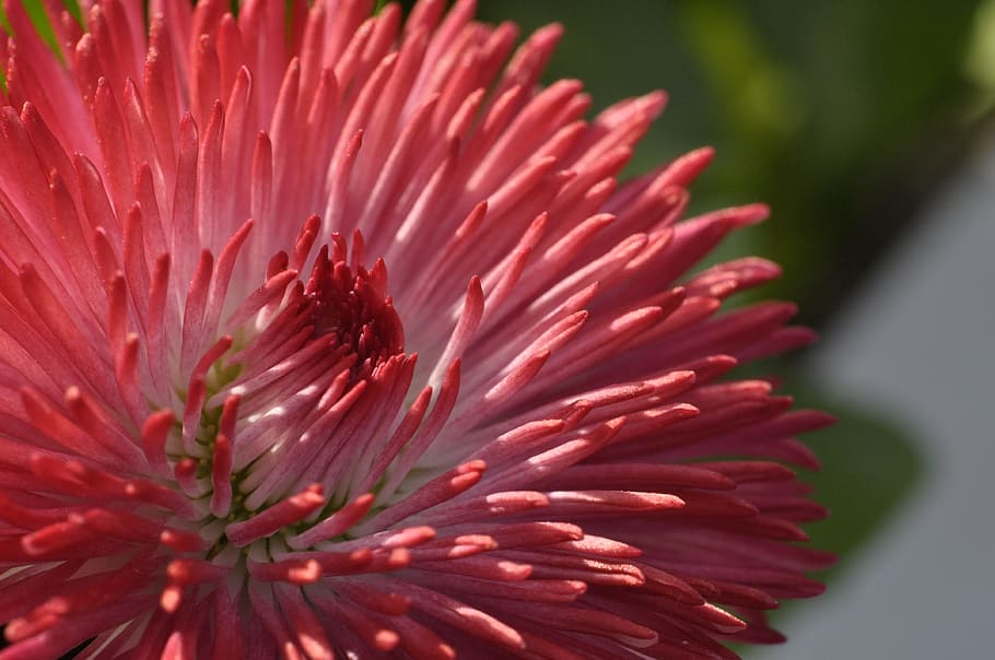 Flower, Blossom, Bloom, White, red, abstract, close, plant HD wallpaper