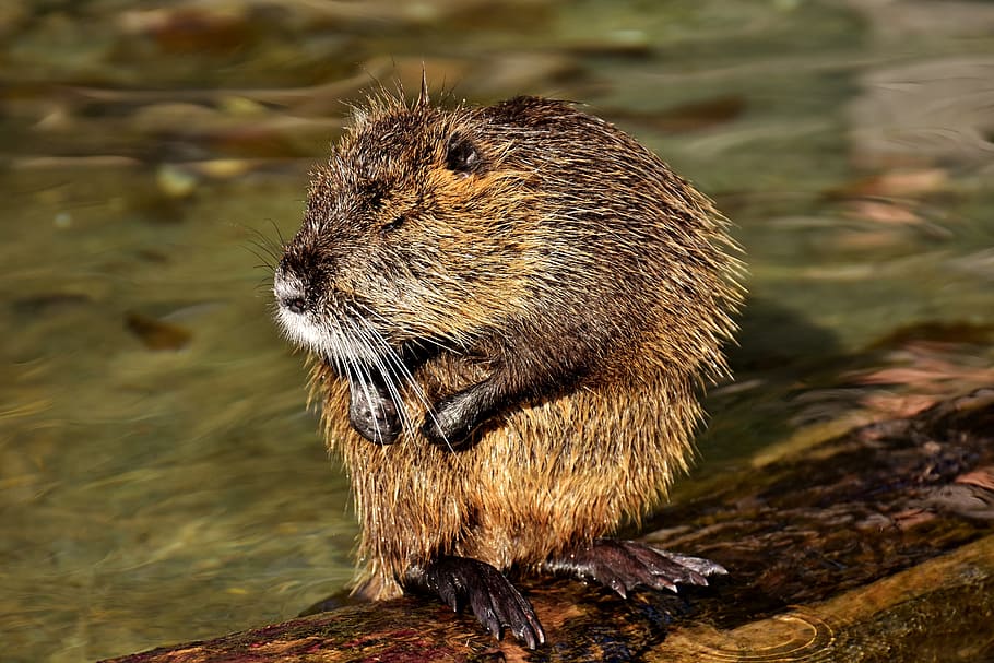 brown beaver photography, nutria, water rat, splashing, animal world