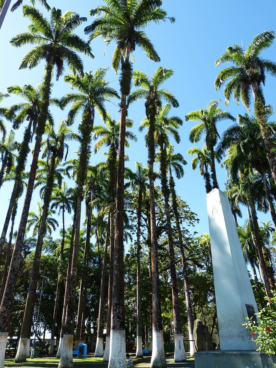 Forest, Royal Palm, Palm, Trees, rainforest, tropical vegetation HD wallpaper