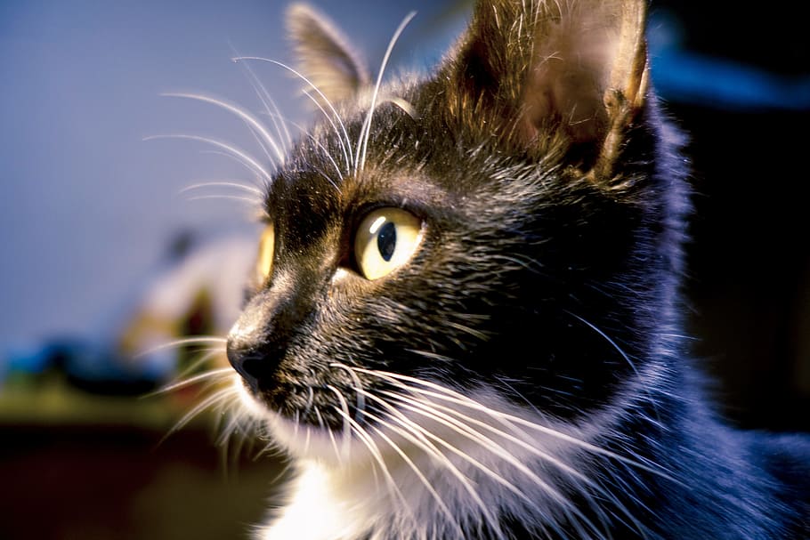 cat, close-up, black cat, one animal, animal themes, mammal HD wallpaper