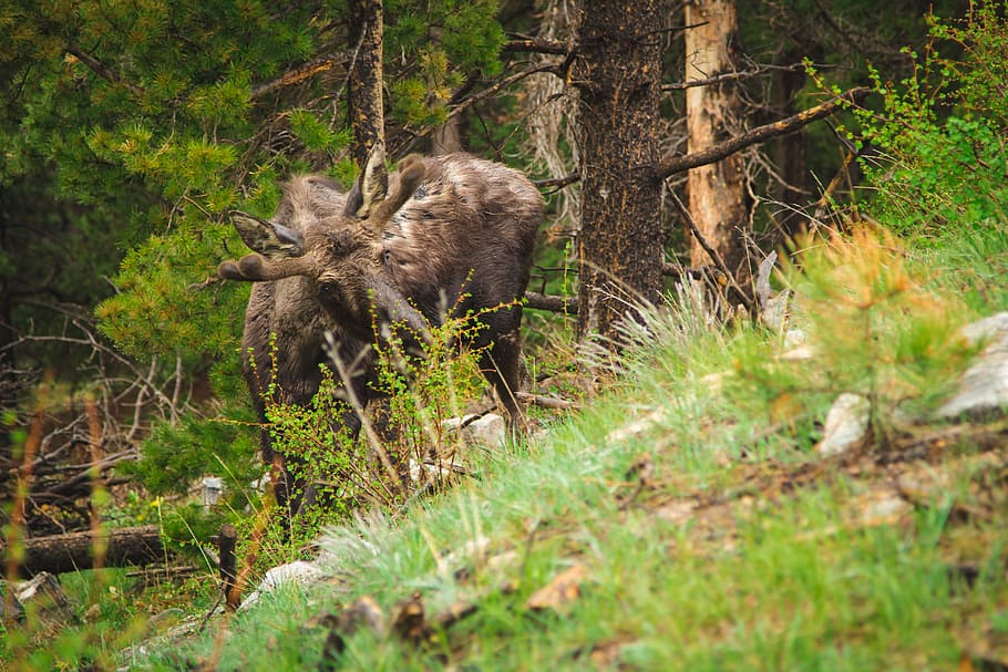grey deer standing beside tree and grass at daytime, nature, animal HD wallpaper