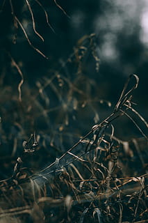 brown grass, selective focus photography of brown grass, wallpaper HD wallpaper