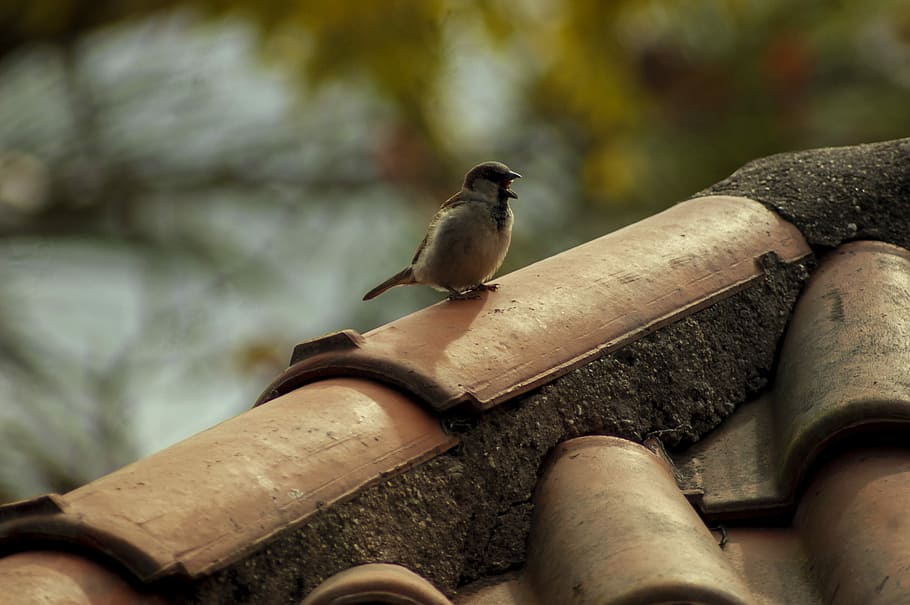 black and gray bird standing on house roof, focus photography of brown humming bird HD wallpaper