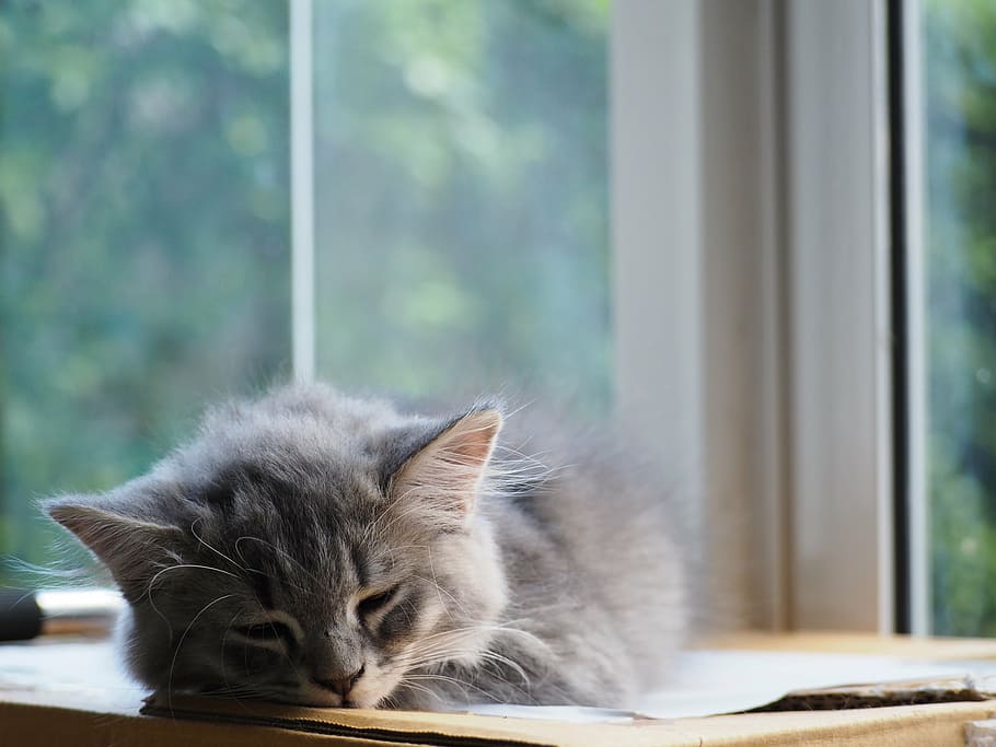 gray cat sleeps on brown cardboard box near clear glass window HD wallpaper