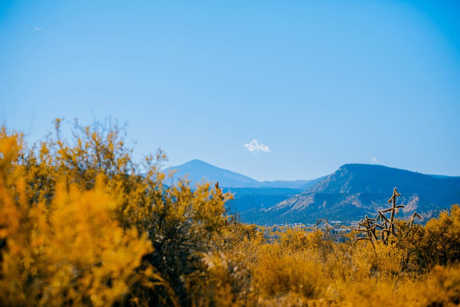 brown leafed plants during daytime, brown grasses with background of mountain range HD wallpaper