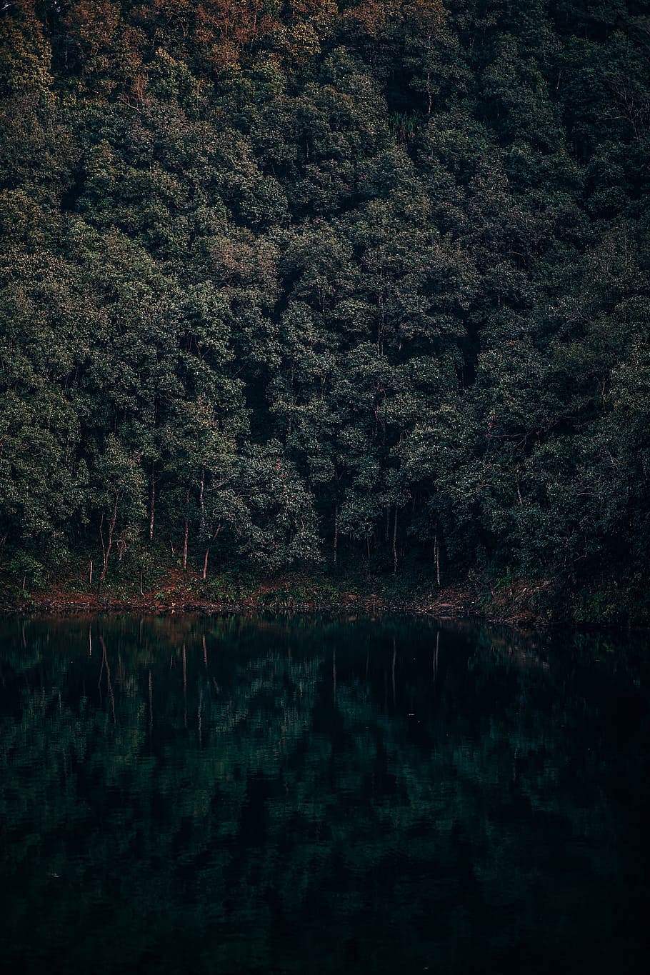 landscape photography of green forest and lake, green forest across body of water during daytime HD wallpaper