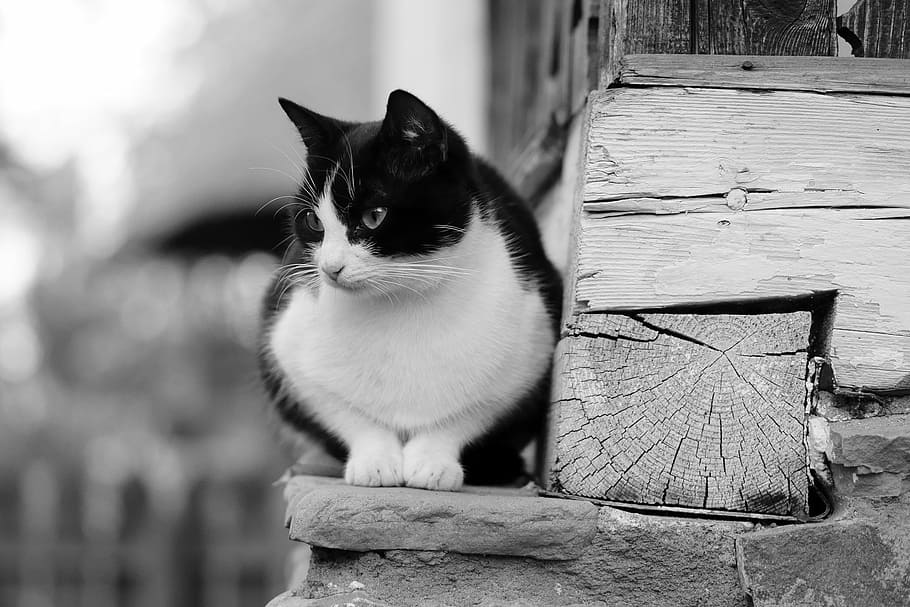 grayscale photo of toxido cat on wooden floor, ledge, pet, animal HD wallpaper