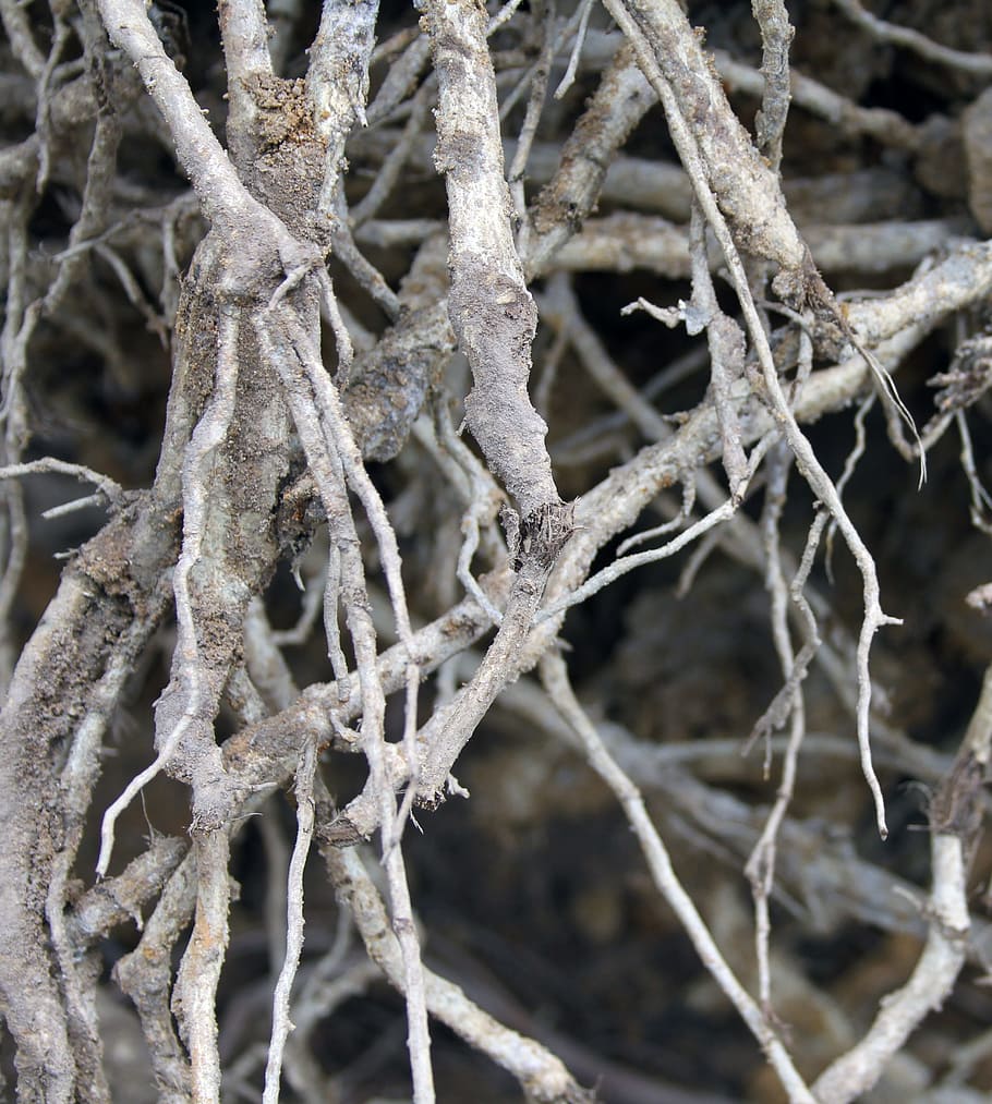 roots, tree roots, nature, forest, ecology, natural, design HD wallpaper