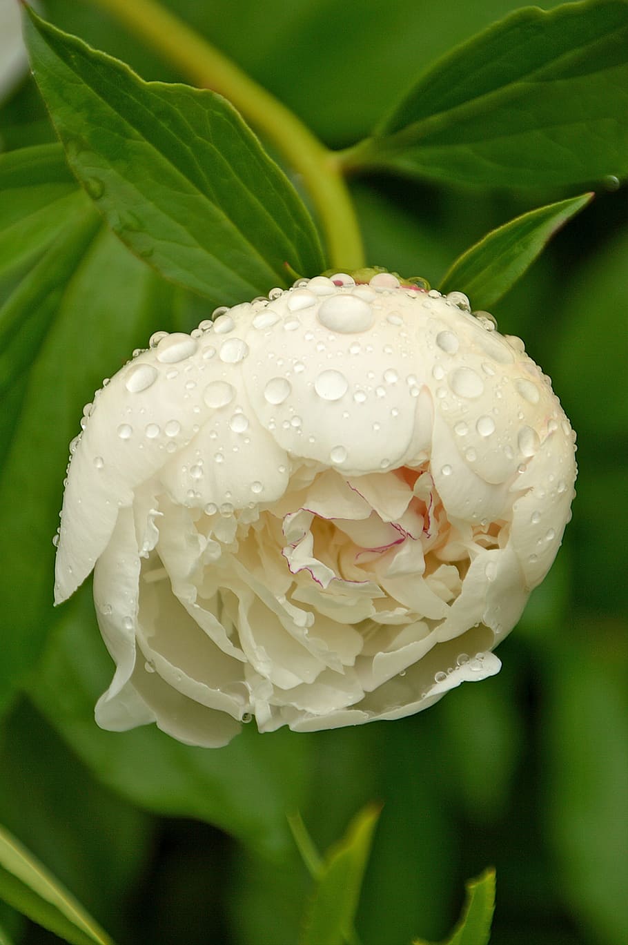close-up photo of white peony flower with water dew, spring HD wallpaper