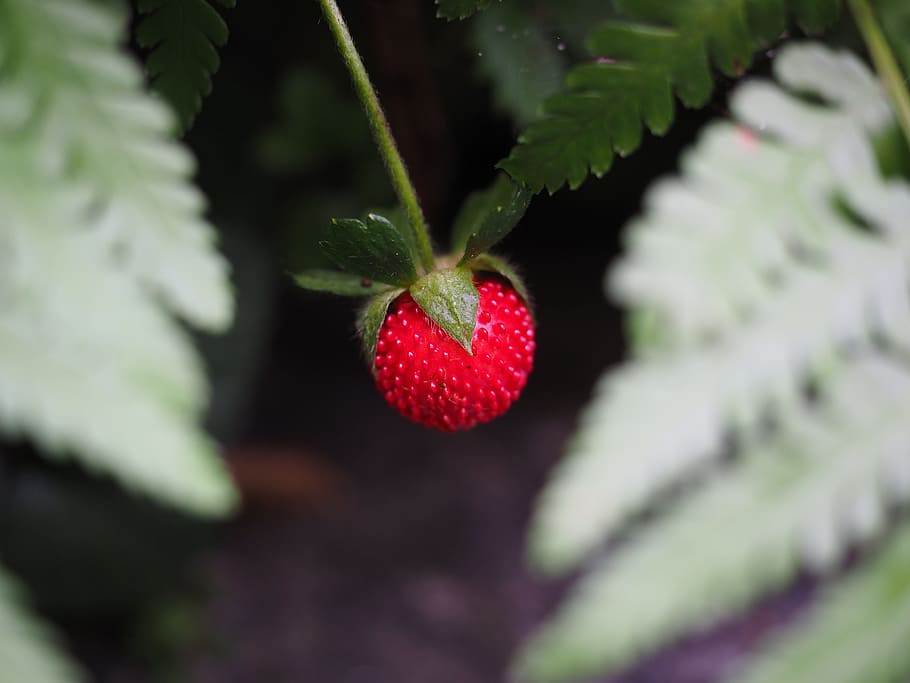 Strawberry, Red, Delicious, Small, Fruit, infructescence, ornamental plant